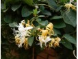 Lonicera japonica (Mâna Maicii Domnului)